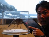 惊恐!这是世界最大的蚊子噢!不是龙虾…